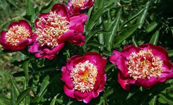 Peony Paeonia Lactiflora ''Nippon Beauty'' Bare Root Perennial Pack x1