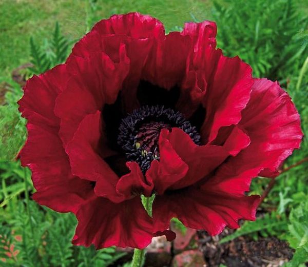 Poppy Papaver Orientale ‘Heartbeat’ Bulb/Tuber/Bare Root Perennial Pack x1