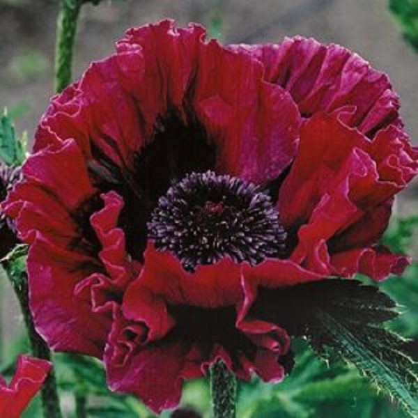 Poppy Papaver Orientale ‘Harlem’ Bulb/Tuber/Bare Root Perennial Pack x1