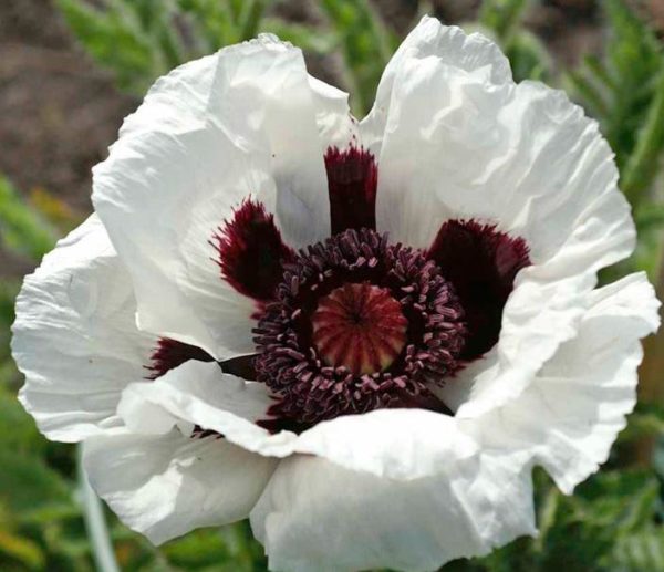 Poppy Papaver Orientale ‘Snow Goose’ Bulb/Tuber/Bare Root Perennial Pack x1