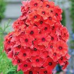 Phlox Paniculata 'Tequila Sunrise' Bareroot / Bulbs/ Tubers Perennial Pack x1