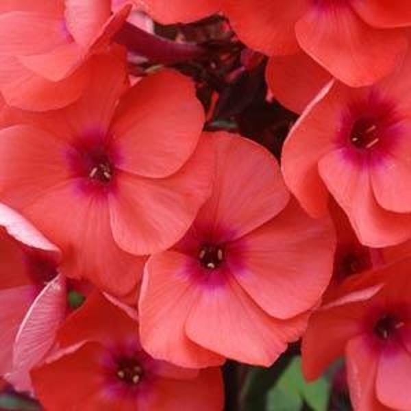 Phlox Paniculata 'Tequila Sunrise' Bareroot / Bulbs/ Tubers Perennial Pack x1