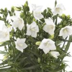 Campanula Persicifolia 'Takion White' Perennial LARGE Plug Plants Pack x3