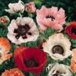 Papaver Orientale Poppy 'New Hybrids Mix' Perennial Plug Plants Pack x6