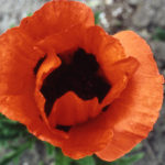Papaver Orientale Poppy 'New Hybrids Mix' Perennial Plug Plants Pack x6