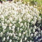 Lavender Ellagance 'Snow White' Perennial Garden (Large) Plug Plants Pack x6