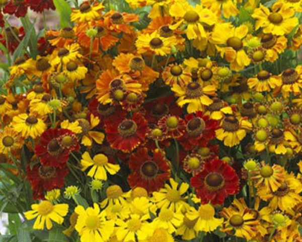 Helenium 'Helena Mixed' Perennial Garden (Large) Plug Plants Pack x6