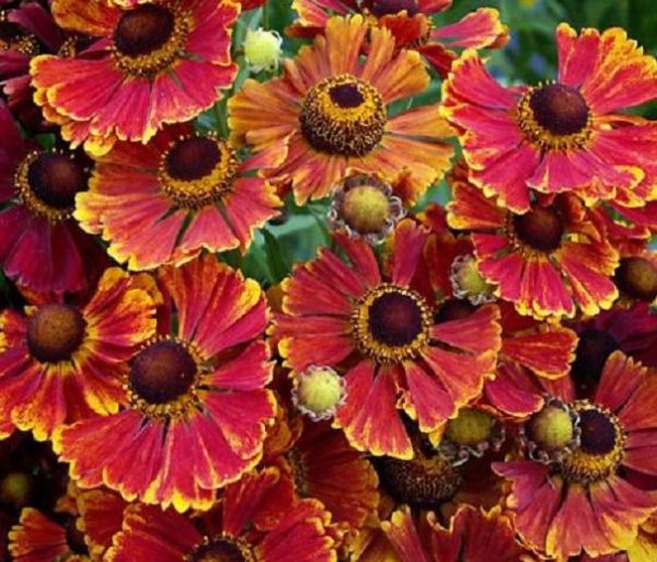 Helenium 'Helena Mixed' Perennial Garden (Large) Plug Plants Pack x6