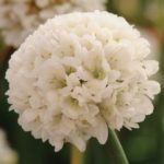 Armeria Pseudarmeria 'Ballerina White' Perennial Garden Plug Plants Pack x6