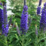 Veronica 'Moody Blues® Series Mixed Perennial Garden (Large) Plug Plants Pack x6