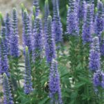 Veronica 'Moody Blues® Series Mixed Perennial Garden (Large) Plug Plants Pack x6
