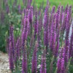 Veronica 'Moody Blues® Series Mixed Perennial Garden (Large) Plug Plants Pack x6