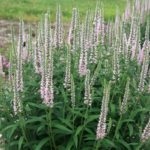 Veronica 'Moody Blues® Series Mixed Perennial Garden (Large) Plug Plants Pack x6