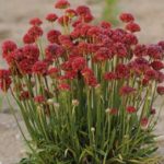 Armeria Pseudarmeria 'Ballerina Red' Perennial Garden Plug Plants Pack x6