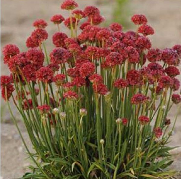 Armeria Pseudarmeria 'Ballerina Red' Perennial Garden Plug Plants Pack x6