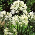 Agapanthus Giant White Perennial Summer Flowering XXL Supersize Plug Plants Pack x3