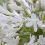 Agapanthus Giant White Perennial Summer Flowering XXL Supersize Plug Plants Pack x3