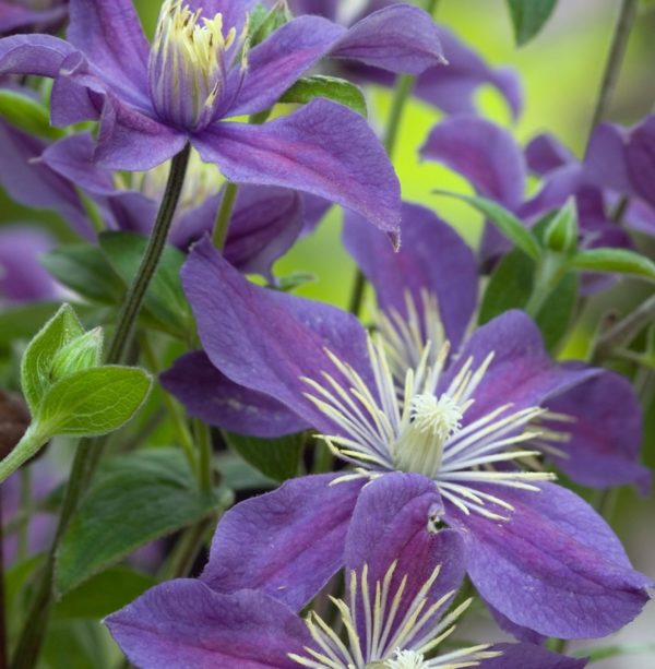 Clematis 'Arabella' Trailing Shrub XXL Supersize Plug Plants Pack x3