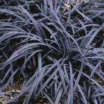 Ophiopogon Planiscapus 'Nigrescens' (Black Grass) LARGE Perennial Plug Plants Pack X6