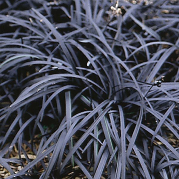 Ophiopogon Planiscapus 'Nigrescens' (Black Grass) LARGE Perennial Plug Plants Pack X6