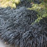 Ophiopogon Planiscapus 'Nigrescens' (Black Grass) LARGE Perennial Plug Plants Pack X6