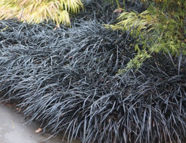 Ophiopogon Planiscapus 'Nigrescens' (Black Grass) LARGE Perennial Plug Plants Pack X6