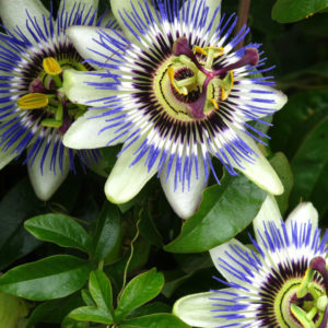 Passiflora Caerulea (Passion Flower) 9cm Pot Plants Perennial Pack X3