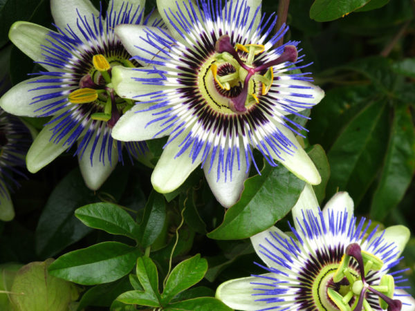 Passiflora Caerulea (Passion Flower) 9cm Pot Plants Perennial Pack X3