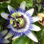 Passiflora Caerulea (Passion Flower) 9cm Pot Plants Perennial Pack X3