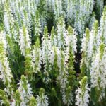 Salvia Nemorosa White 'Snowhill' Perennial Garden (LARGE) Plug Plants Pack x6
