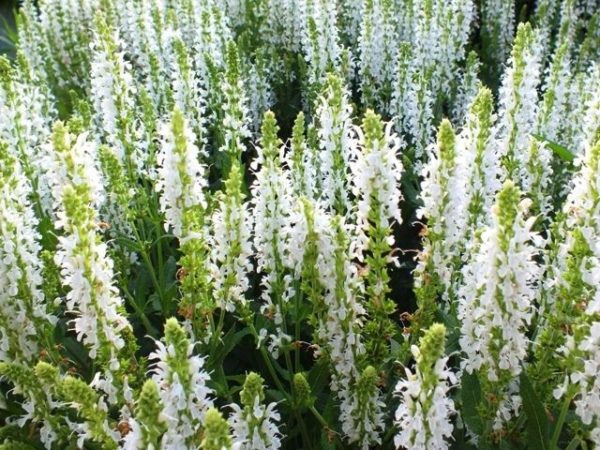Salvia Nemorosa White 'Snowhill' Perennial Garden (LARGE) Plug Plants Pack x6