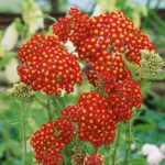 Achillea Millefolium 'Summer Fruits Carmine' Perennial XXL Supersize Plug Plants Pack x3