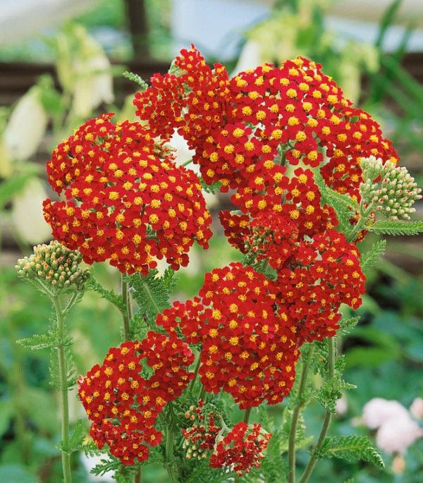 Achillea Millefolium 'Summer Fruits Carmine' Perennial XXL Supersize Plug Plants Pack x3
