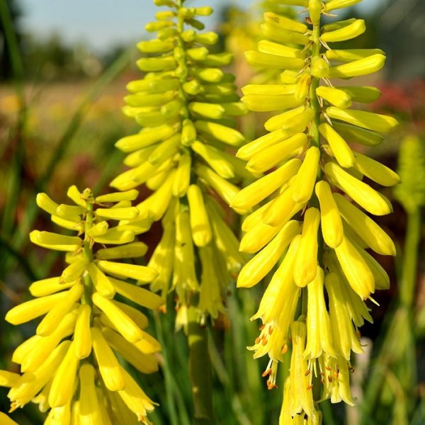 Kniphofia Dwarf Red Hot Poker 'Popsicle Lemon' Perennial SupersizeXXL Plug Plants Pack x3