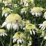 Echinacea (Coneflower) 'Double Delight White®' Perennial XXL Supersize Plug Plants Pack x3