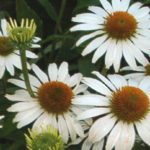 Echinacea (Coneflower) 'Avalanche' Perennial XXL Supersize Plug Plants Pack x3