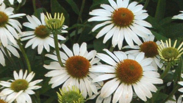 Echinacea (Coneflower) 'Avalanche' Perennial XXL Supersize Plug Plants Pack x3