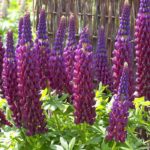 Lupin / Lupinus West Country 'Masterpiece' Perennial XXL Supersize Plug Plants Pack x3