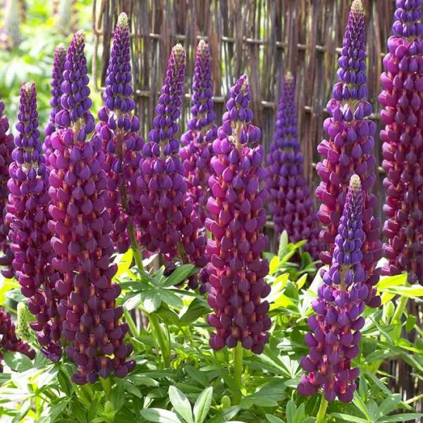 Lupin / Lupinus West Country 'Masterpiece' Perennial XXL Supersize Plug Plants Pack x3