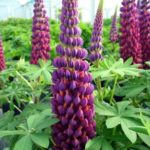 Lupin / Lupinus West Country 'Masterpiece' Perennial XXL Supersize Plug Plants Pack x3