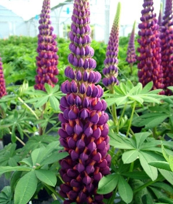 Lupin / Lupinus West Country 'Masterpiece' Perennial XXL Supersize Plug Plants Pack x3
