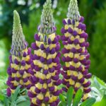 Lupin / Lupinus West Country 'Manhattan Lights' Perennial XXL Supersize Plug Plants Pack x3