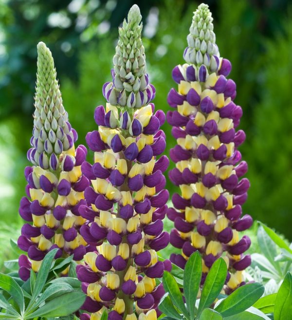 Lupin / Lupinus West Country 'Manhattan Lights' Perennial XXL Supersize Plug Plants Pack x3