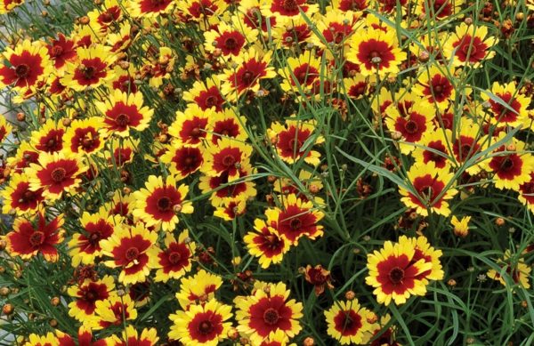 Coreopsis Verticillata 'Bengal Tiger' Supersize XXL Perennial Plug Plants Pack x3