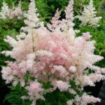Astilbe Younique™ 'Silver-Pink' Perennial XXL Supersize Plug Plants Pack x3