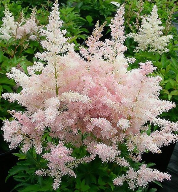 Astilbe Younique™ 'Silver-Pink' Perennial XXL Supersize Plug Plants Pack x3