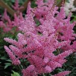 Astilbe Younique™ 'Lilac' Perennial XXL Supersize Plug Plants Pack x3