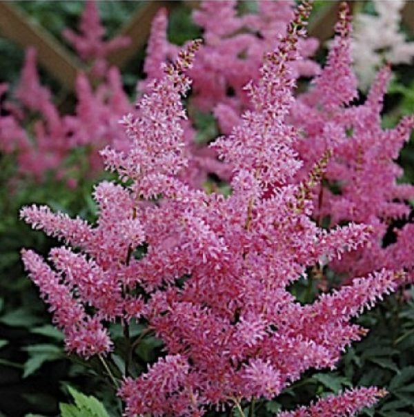 Astilbe Younique™ 'Lilac' Perennial XXL Supersize Plug Plants Pack x3