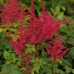 Astilbe Younique™ 'Carmine' Perennial XXL Supersize Plug Plants Pack x3