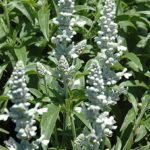 Salvia ‘Sallyfun' Snow White Perennial Garden Plug Plants Pack x6